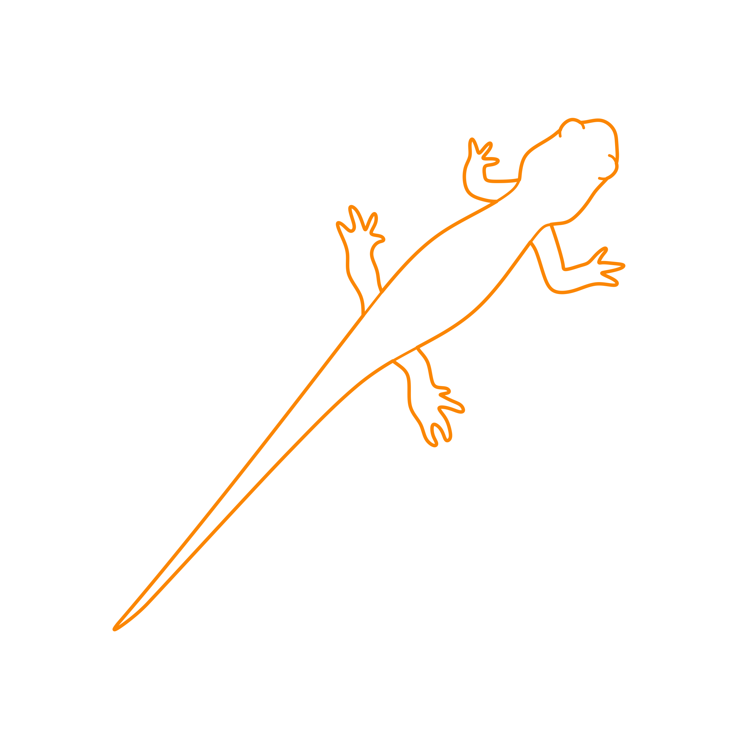 Animals Salamanders California Newt Editable Svg Line Art Free Vectors